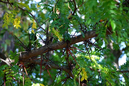 Gleditsia Caspica
